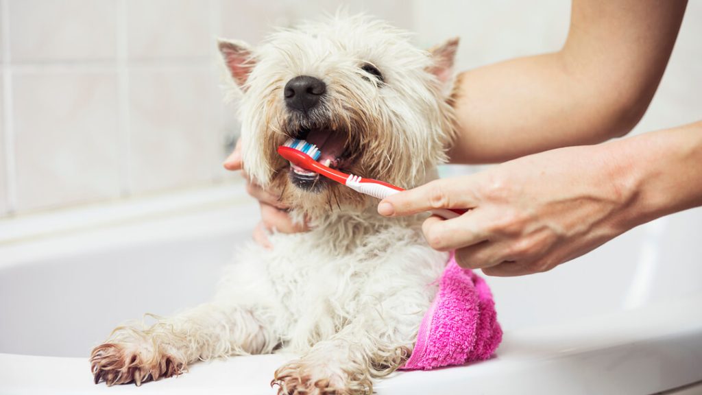 How to Look After Your Dog's TeethTEASER