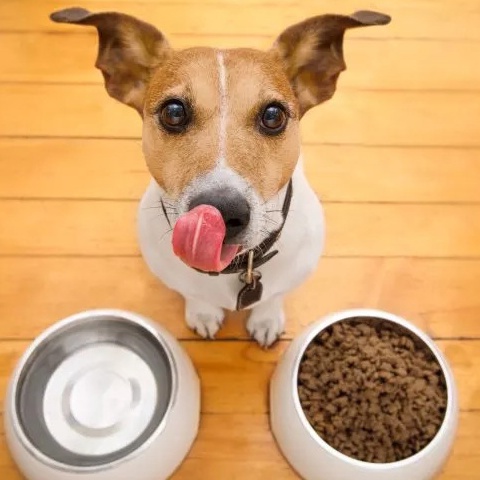 How to Choose the Right Diet for Your Dog (Without Breaking the Bank)