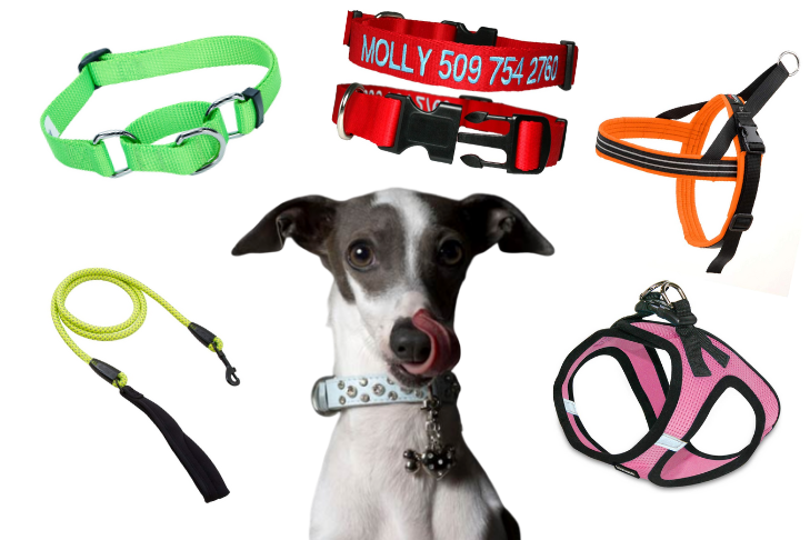 best-collars-and-leashes-for-puppies-and-dogs