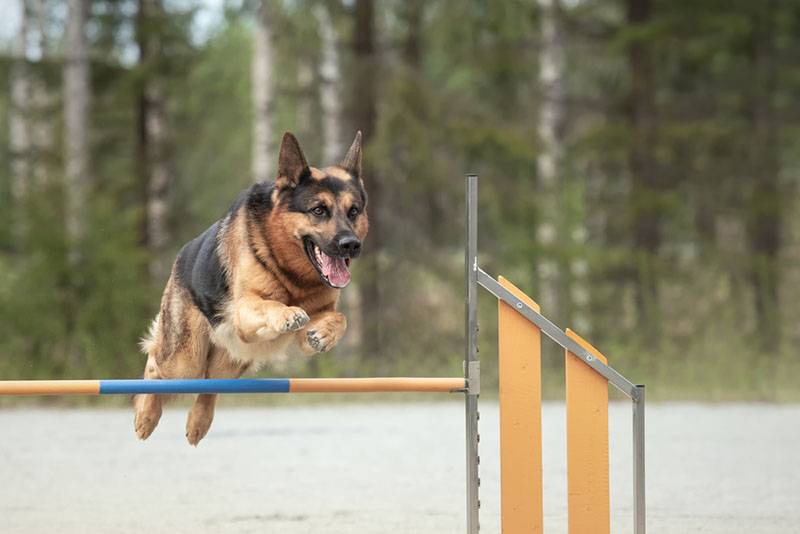 German,Shepherd,Jumps,Over,An,Agility,Hurdle,On,A,Dog