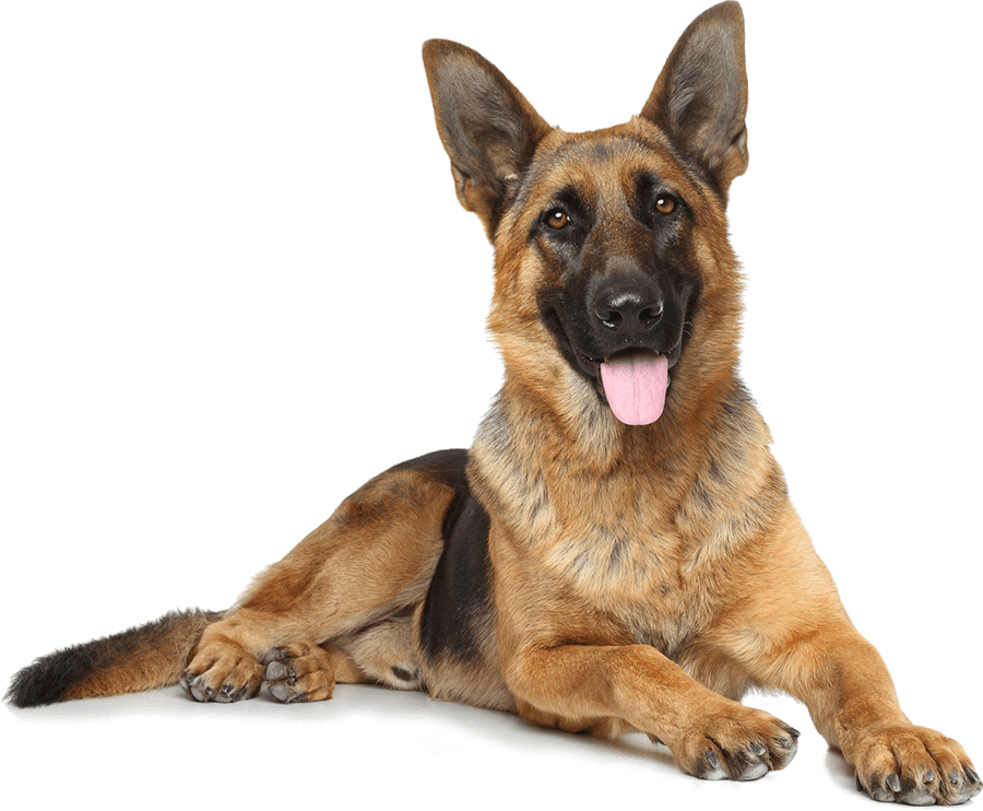 The Truth About German Shepherds: Not Just a Pretty Face (Or a Fierce Bark)