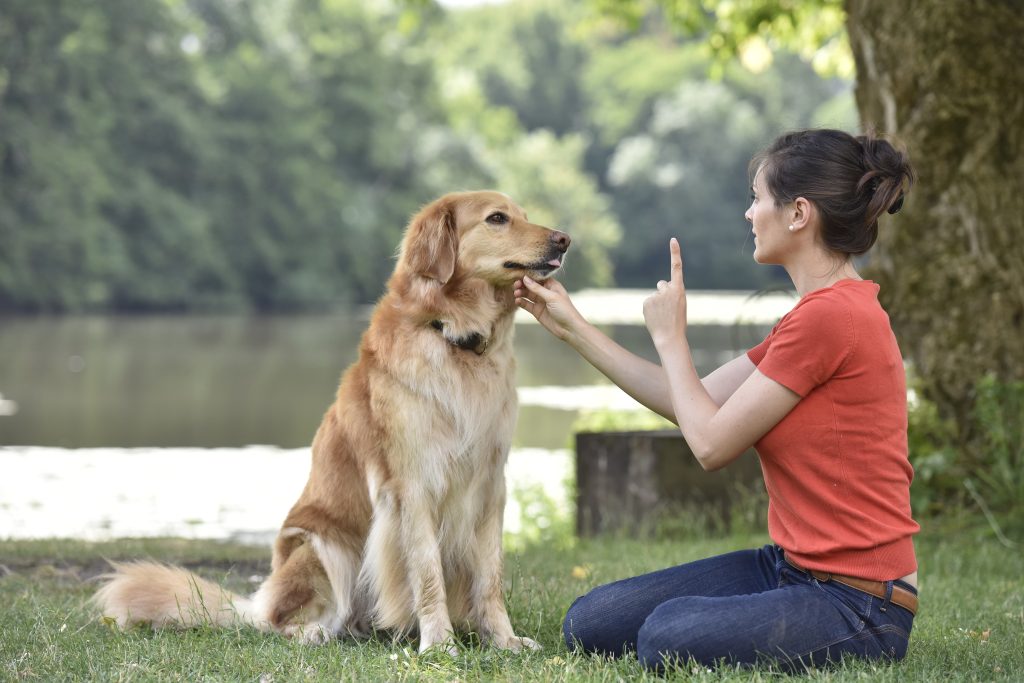 dog3.3