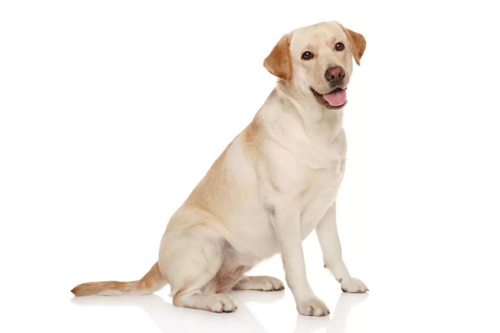 labrador