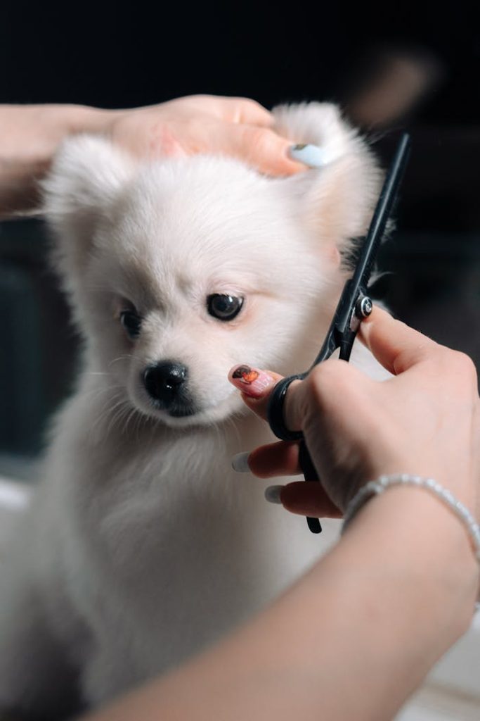 pexels-photo-12283472-1 Adorable white puppy gets a haircut during a grooming session. Perfect pet salon image.