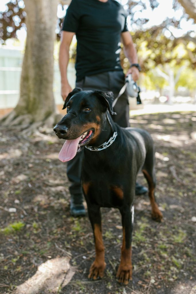 pexels-photo-7516125-7516125 A black and brown Doberman standing on a leash with a person in a park setting.