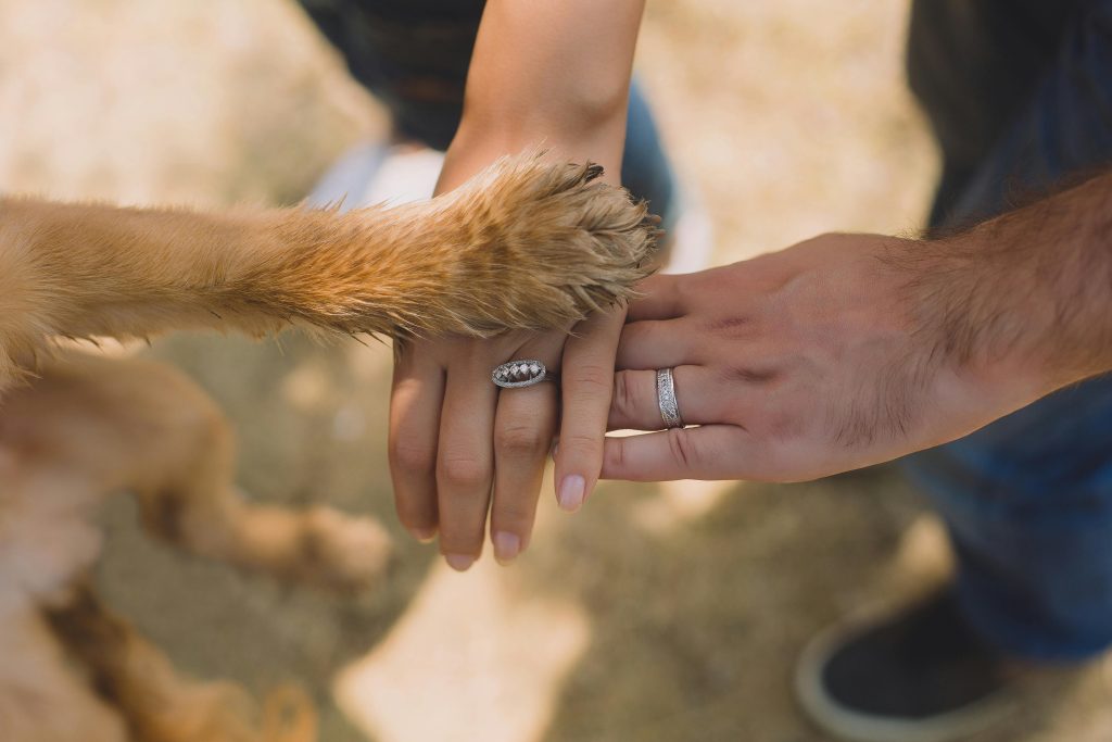 pexels-photo-792775-792775 A close-up of hands and a dog's paw displaying unity and love outdoors.