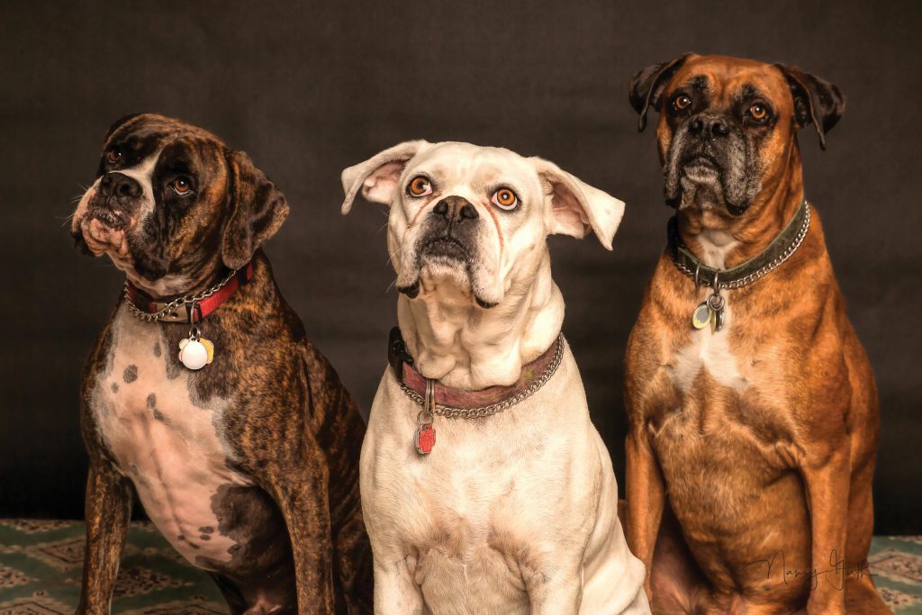 pexels-photo-850602-850602 Three Boxer dogs posing in a studio setting, showcasing elegance and charm.